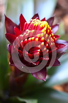 The maroon, red and yellow Guzmania flower in the process of opening. photo