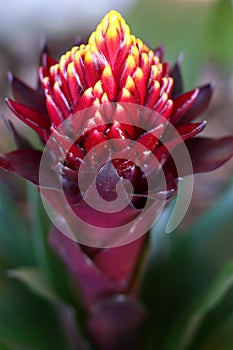 The maroon, red and yellow Guzmania flower in the process of opening. photo