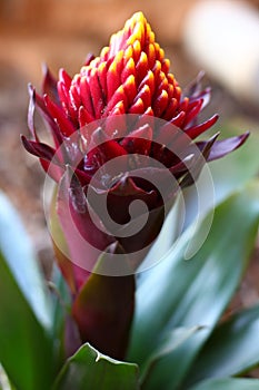 The maroon, red and yellow Guzmania flower in the process of opening. photo