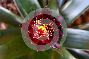 The maroon, red and yellow Guzmania flower in the process of opening. photo