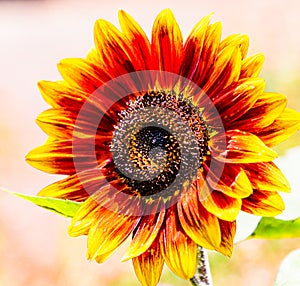 Flower Ring of fire Sunflower from the Royal Botanical Garden, Sydney New South Wales Australia.
