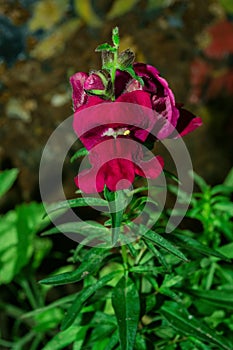 Maroon Snapdragon Latin: Antirrhinum dwarf. Garden flowers, close-up