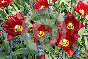 Maroon tulips with jagged petals in the garden together with blu