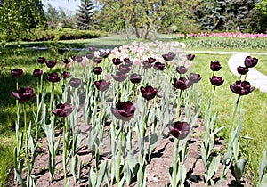 Maroon tulips photo