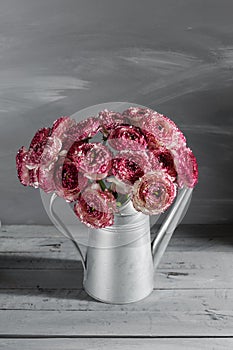 Maroon and white persian buttercup flowers. Curly peony ranunculus in Metallic gray vintage watering can, copy space.