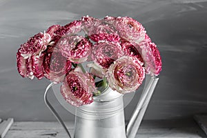 Maroon and white persian buttercup flowers. Curly peony ranunculus in Metallic gray vintage watering can, copy space.