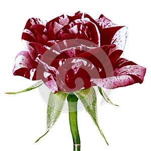A maroon white rose flower isolated on a white background. Close-up.