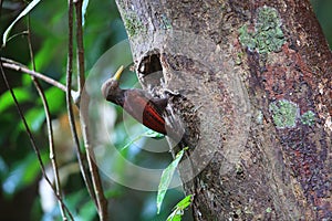 Maroon woodpecker