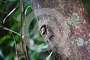 Maroon woodpecker