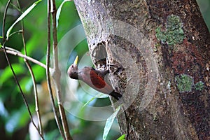 Maroon woodpecker