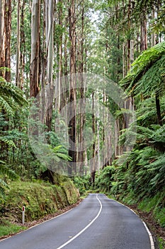Maroondah Highway running through rainforest in Victoria, Australia