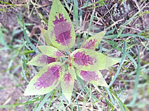 Marooned green leaves photo