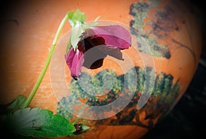 Marooned pansy on pot photo