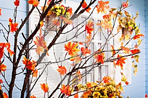 Marple tree with orange leaves at the white window with shutters