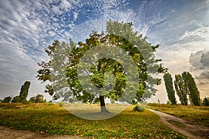 Marple tree in a park