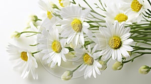 Marquerite Daisies on a Pure White Canvas