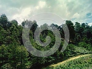 Beautiful trees, big sky blue, and green color photo