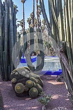 Marrakech, Morocco - Feb 7, 2023: The Majorelle Gardens of Yves Saint Laurent, Casa Oasis, Marrakech