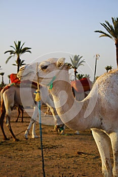 Marrakech nature landscapes in Morocco, Africa. Desert and mountains. Travel Morocco. Wanderlust.