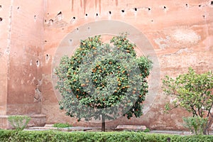 Marrakech Orange Tree