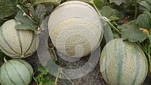 Melons in morrocco photo