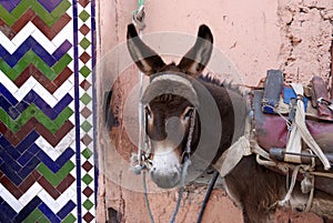 Marrakesh Morocco, urban donkey