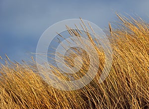 Marram Beach Grass