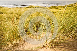 Marram grass