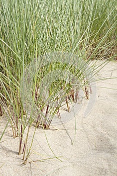 Marram grass