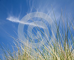 Marram Grass