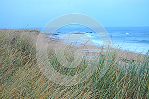 Marram Grass on Beach