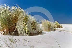 Marram grass on a beach