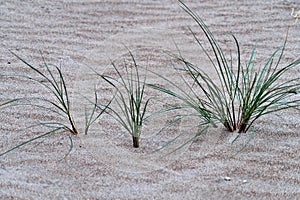 Marram grass / beachgrass at the beach