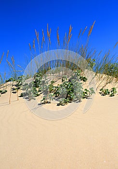 Marram Grass in sand-dune