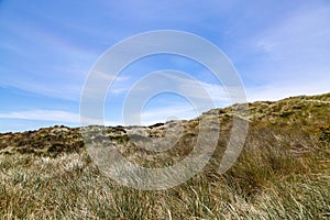 Marram Grass on Sand Dunes