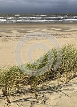 Marram grass in the sand dunes at he beach, rainy cloudy sky at the coast of the Netherlands.