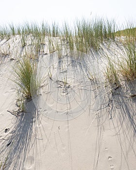 Marram grass or sand reed on sand of dune with shadows from summer sun