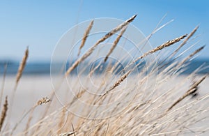 Marram grass on sandy beach