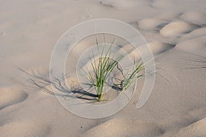 Marram grass on a sandy beach