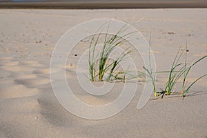 Marram grass on a sandy beach