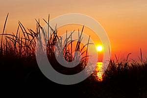 Marram Grass Silhouette at Sunset - Lake Michigan