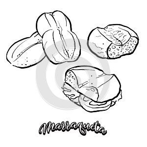 Marraqueta food sketch separated on white photo