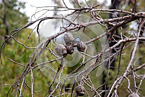 Marri Tree Seeds