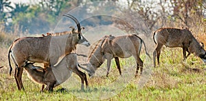Marriage games of Roan antelope.