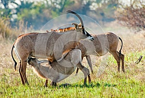 Marriage games of Roan antelope.