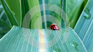 The marriage of a pair of ladybugs is covered in shades of morning dew