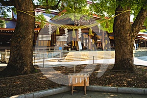 Married couple camphor tree at meiji jingu, tokyo, japan photo