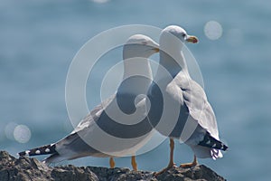 Married couple of sea gulls photo