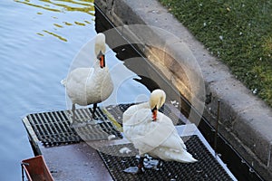 A married pair of white swans