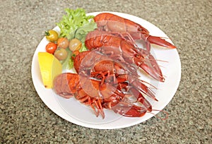 Marron Crayfish